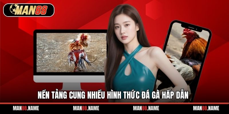 Nền tảng cung nhiều hình thức đá gà hấp dẫn